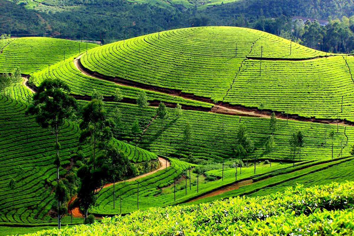 Day 1: Cochin Arrival – Transfer to Munnar