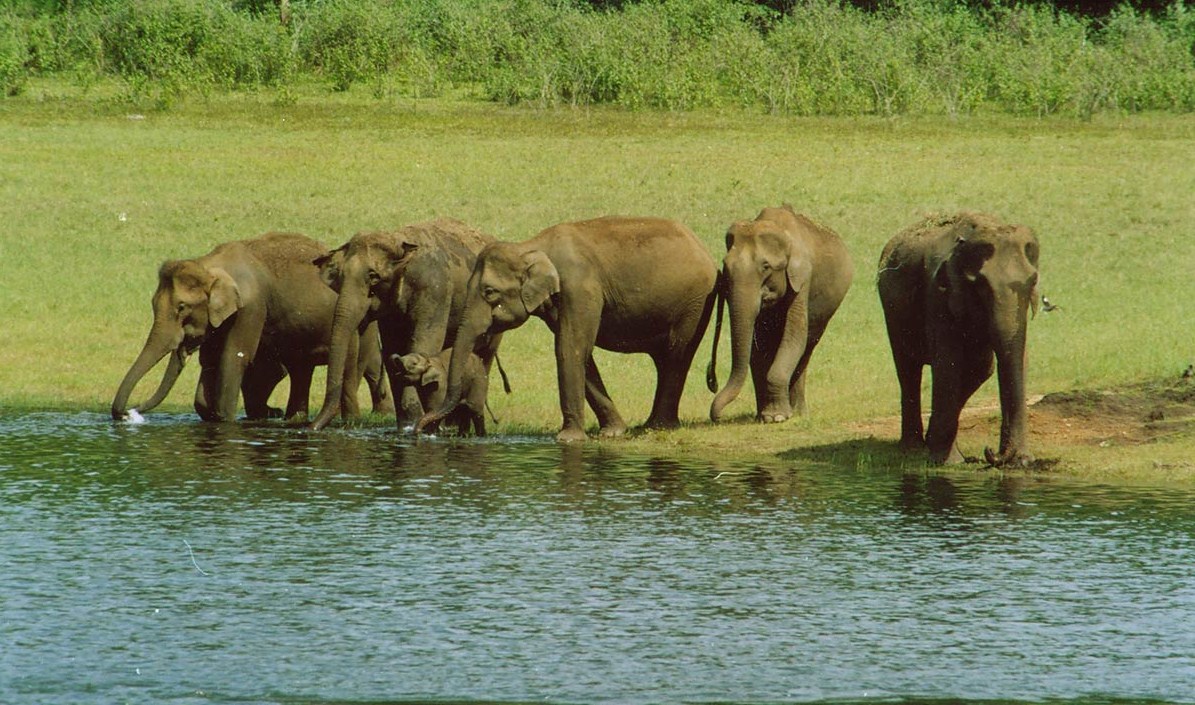 Day 3: Munnar to Thekkady